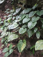 Philodendron ornatum