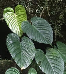 Philodendron ornatum
