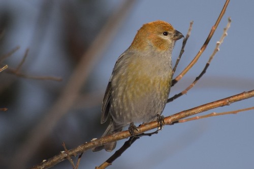 Pine Grosbeak