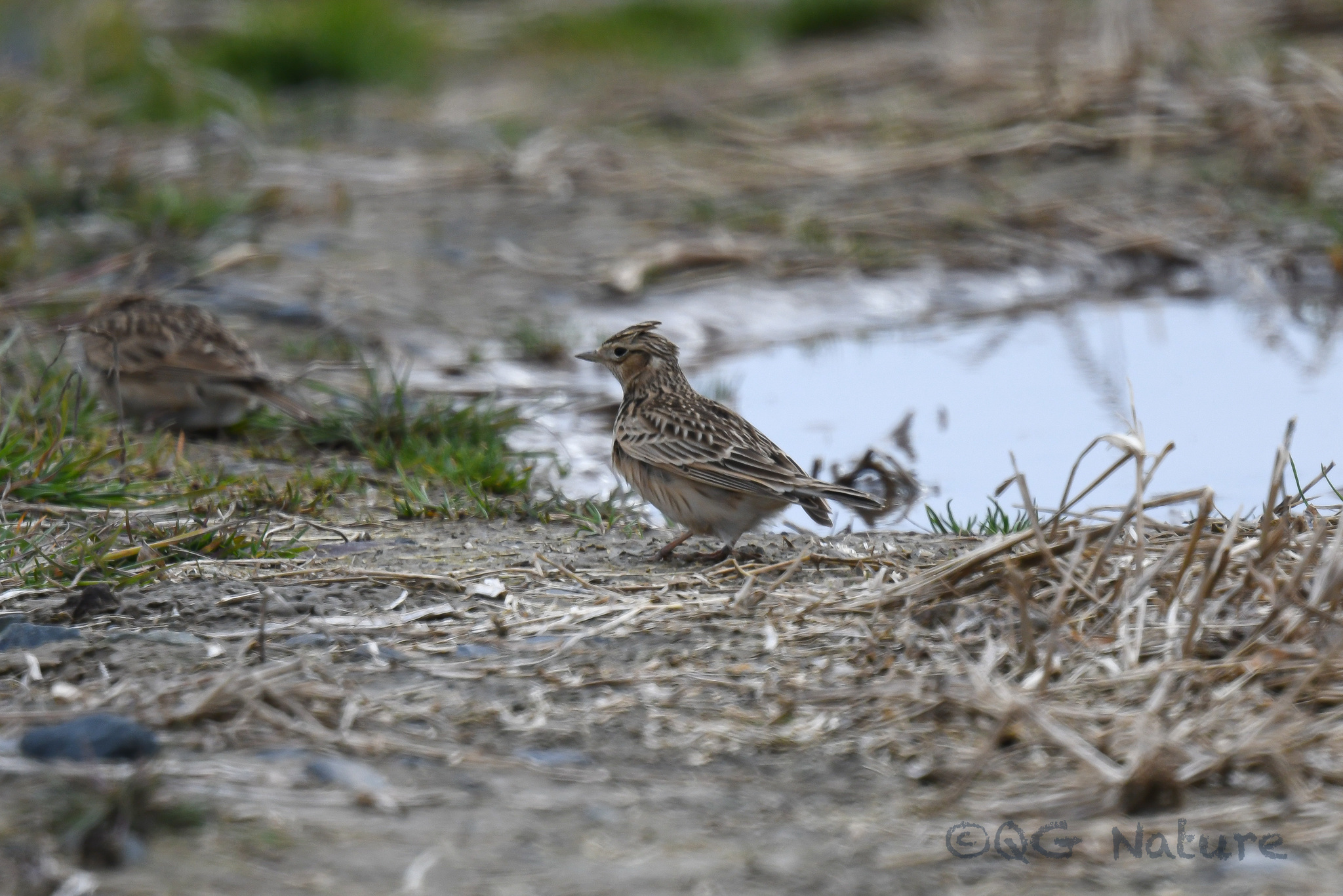 Oriental Skylark