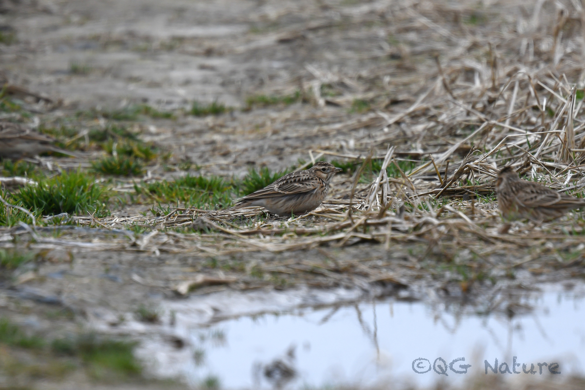 Oriental Skylark