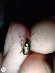 Chrysomelidae