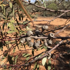 Eucalyptus incrassata