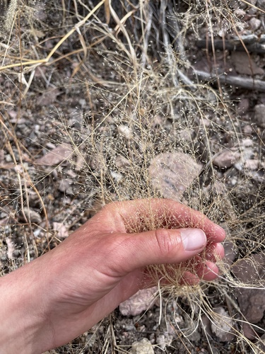 Muhlenbergia minutissima, 2022-02-01