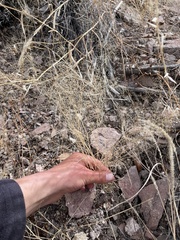 Muhlenbergia minutissima
