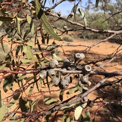 Eucalyptus incrassata