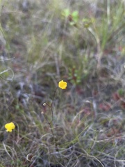 Utricularia subulata