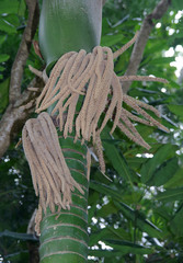 Burretiokentia hapala