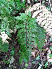 Polystichum silvaticum