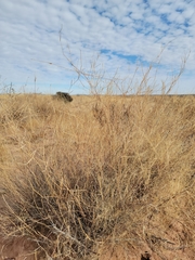 Muhlenbergia porteri