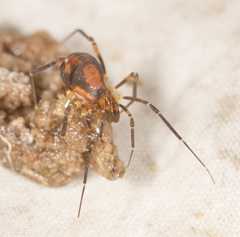 Lomanella atrolutea