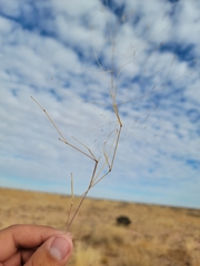 Muhlenbergia porteri