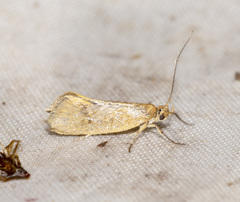 Microbela monodyas
