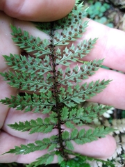 Polystichum silvaticum