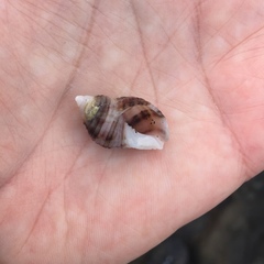 Nucella canaliculata