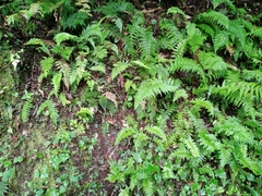 Polystichum silvaticum