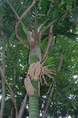 Burretiokentia hapala