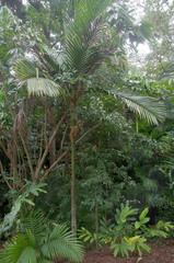 Burretiokentia hapala