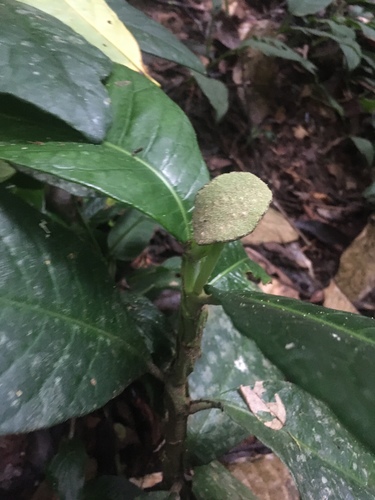 Dorstenia elata