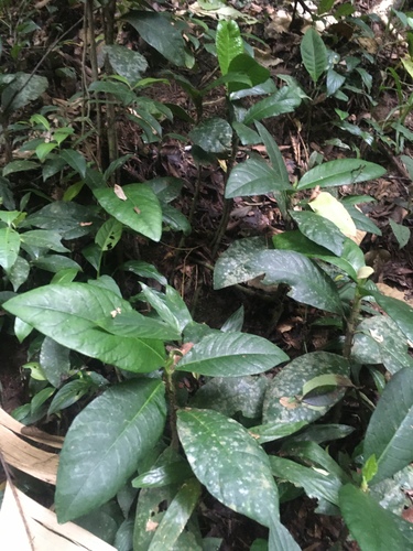 Dorstenia elata