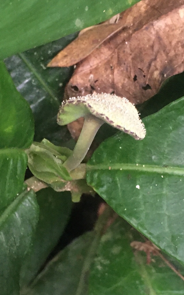 Dorstenia Elata (Dorstenia elata)