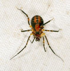 Lomanella atrolutea