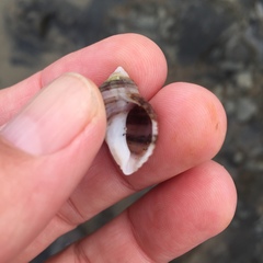 Nucella canaliculata