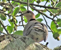 Streptopelia semitorquata