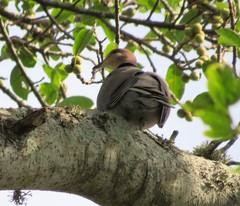 Streptopelia semitorquata
