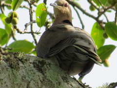 Streptopelia semitorquata