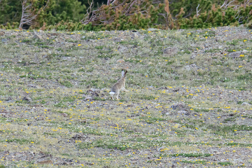 White-tailed Jackrabbit photographed in Colorado