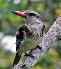 Halcyon albiventris albiventris