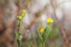 Senecio spanomerus