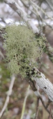 Alectoria ochroleuca