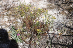 Senecio spanomerus