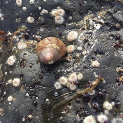 Nucella canaliculata