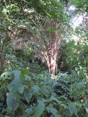 Raphia australis