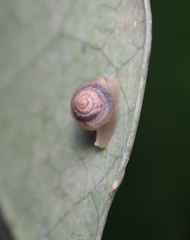 Coneuplecta calculosa