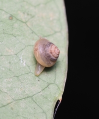 Coneuplecta calculosa