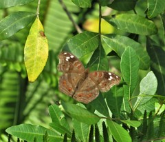 Junonia natalica natalica