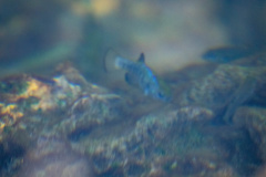 Cyprinodon nevadensis