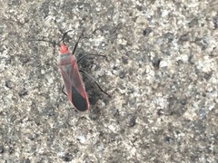 Thunbergia marginata