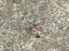 Thunbergia marginata