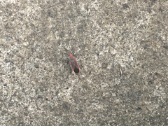 Thunbergia marginata