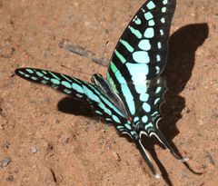 Graphium policenes policenes