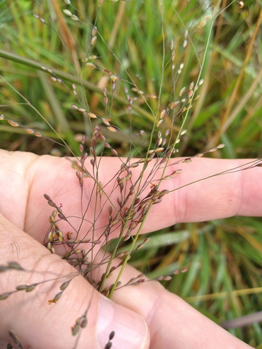 Image of Panicum schinzii by (c) Leon Perrie, some rights reserved (CC BY)