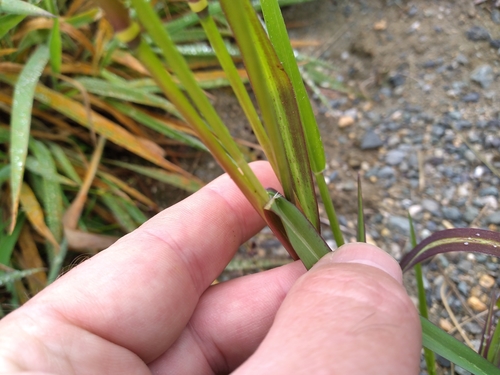 Image of Panicum schinzii by (c) Leon Perrie, some rights reserved (CC BY)