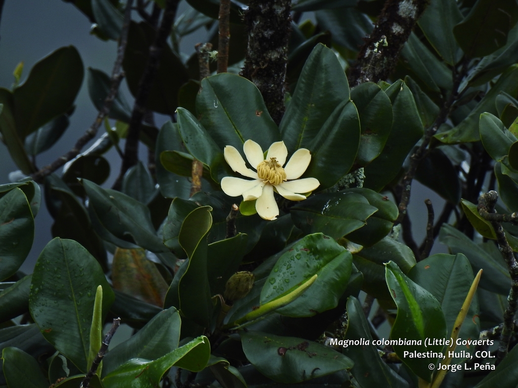 Magnolia colombiana
