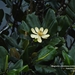 Magnolia colombiana - Photo (c) Jorge L. Peña, some rights reserved (CC BY-NC), uploaded by Jorge L. Peña