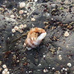 Nucella canaliculata